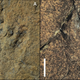 Dinosaur footprints.